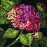 D20053 - Hydrangea Bloom siuvinėjimo rinkinys Dimensions