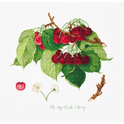 BA22460 - trešnės (The May Duke Cherry) siuvinėjimo rinkinys Luca-S