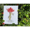 K-202 - Amarilis (Amaryllis) siuvinėjimo rinkinys Merejka